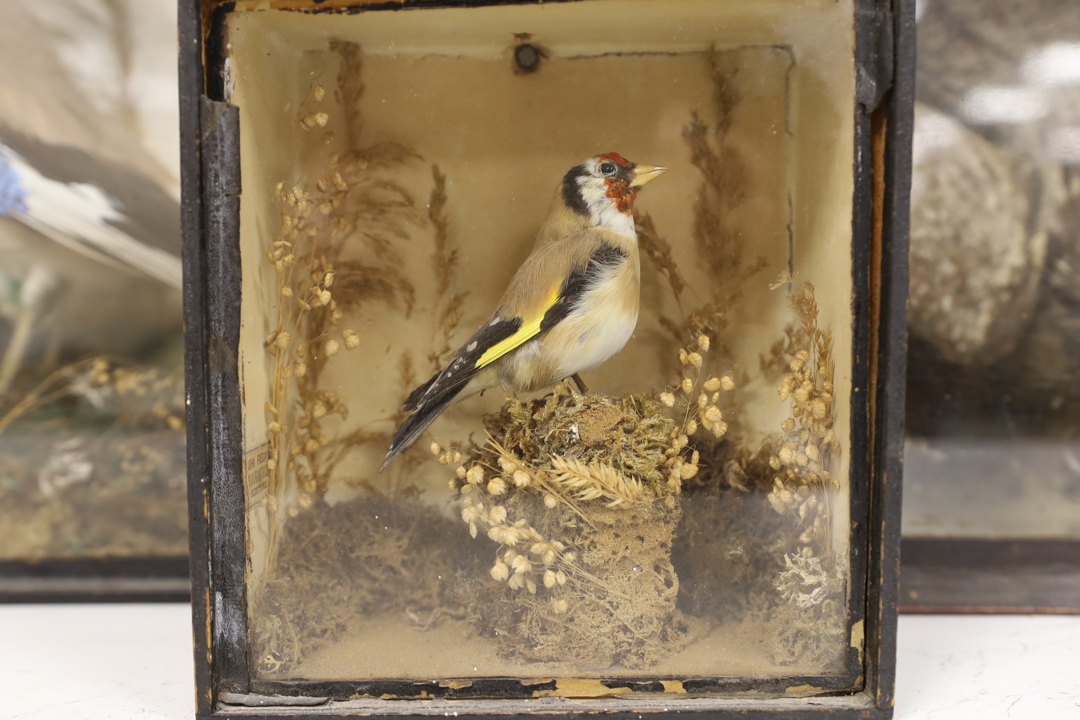 Four Edwardian taxidermy cases containing: a Nightjar, Jay, Kingfisher and Bullfinch (4), largest 39cms wide x 32cms high